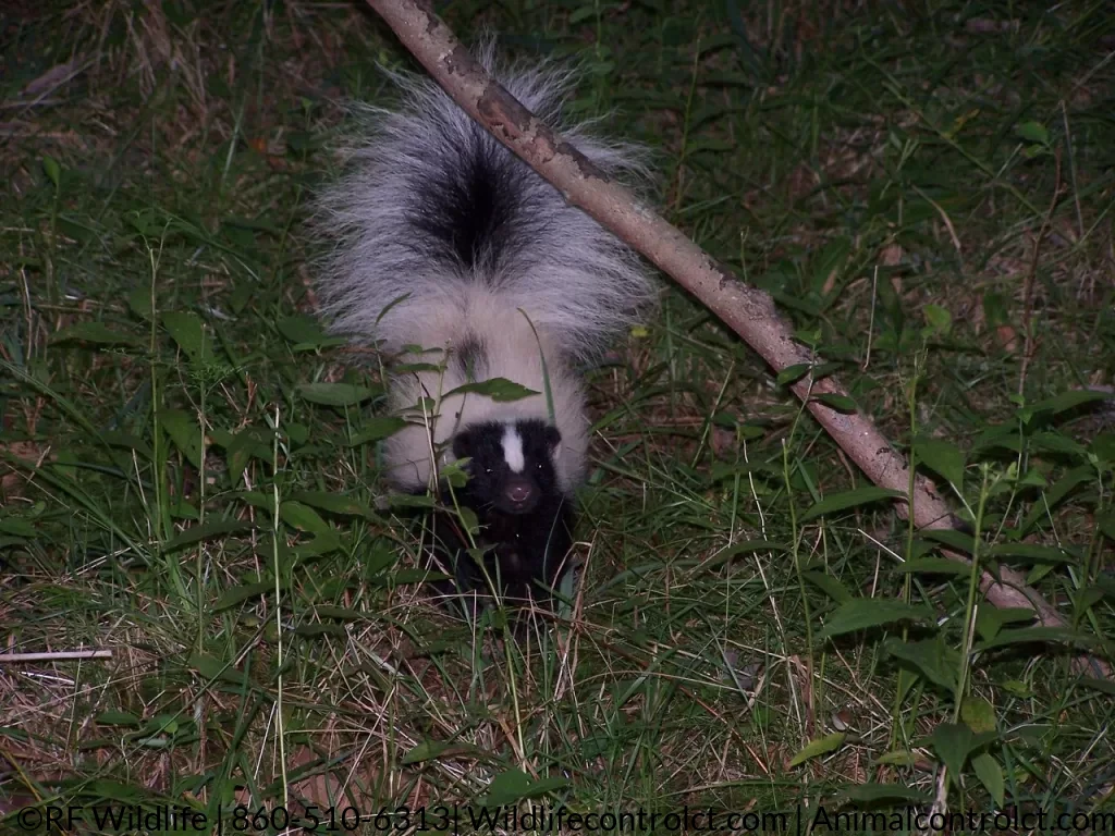 Skunk removal Guilford CT