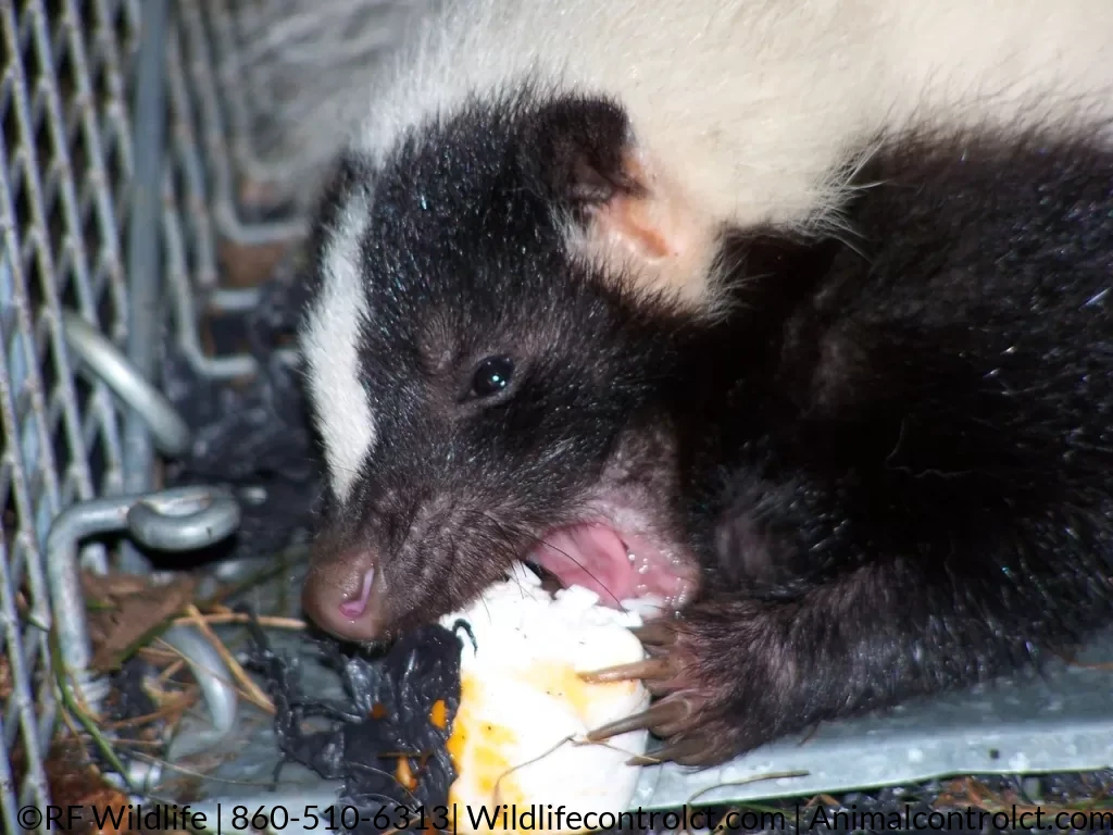 Skunk Trapping Middletown CT