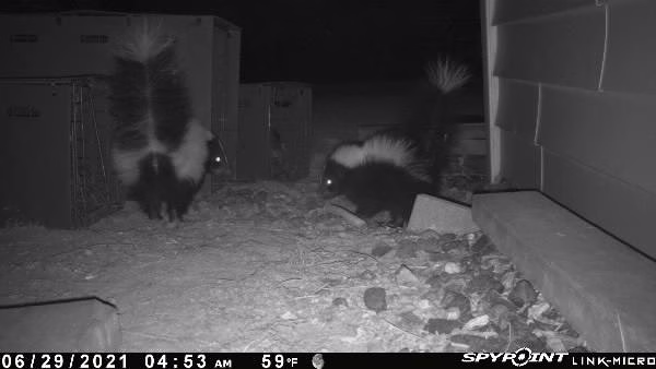 Help with Skunk Spraying During the Breeding Season (FEB-March)
