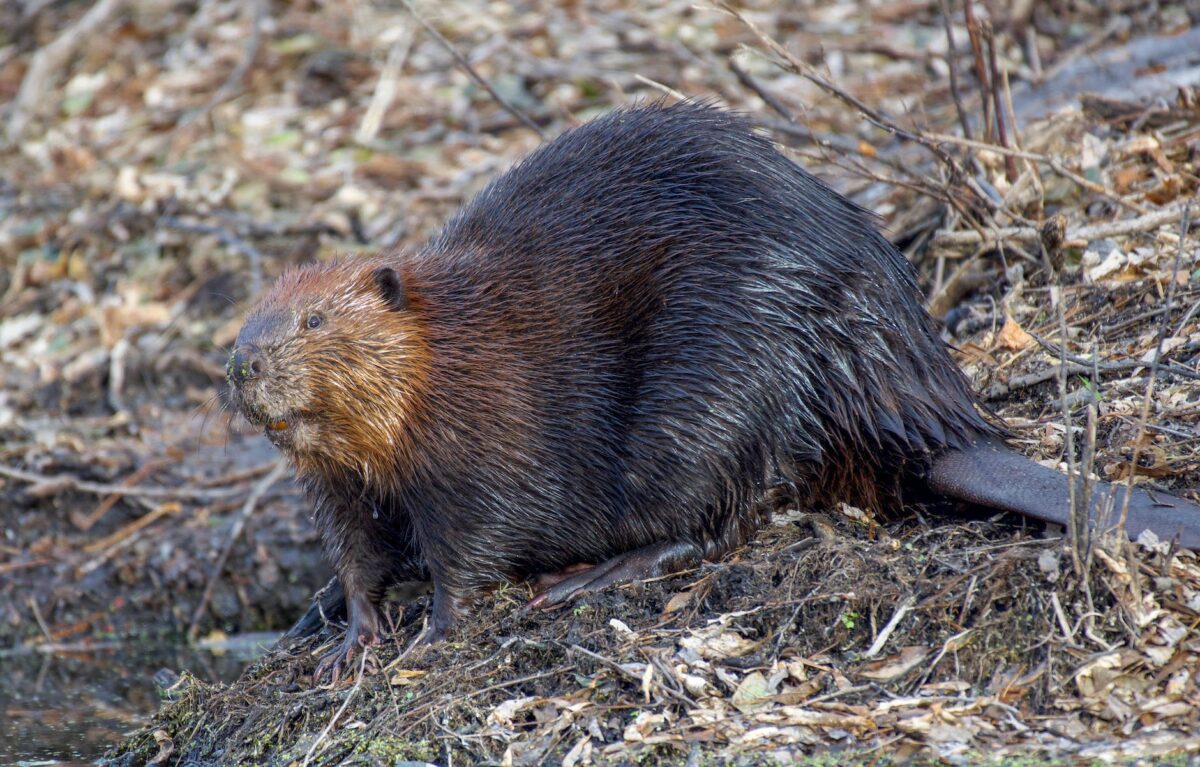 photo of a beaver