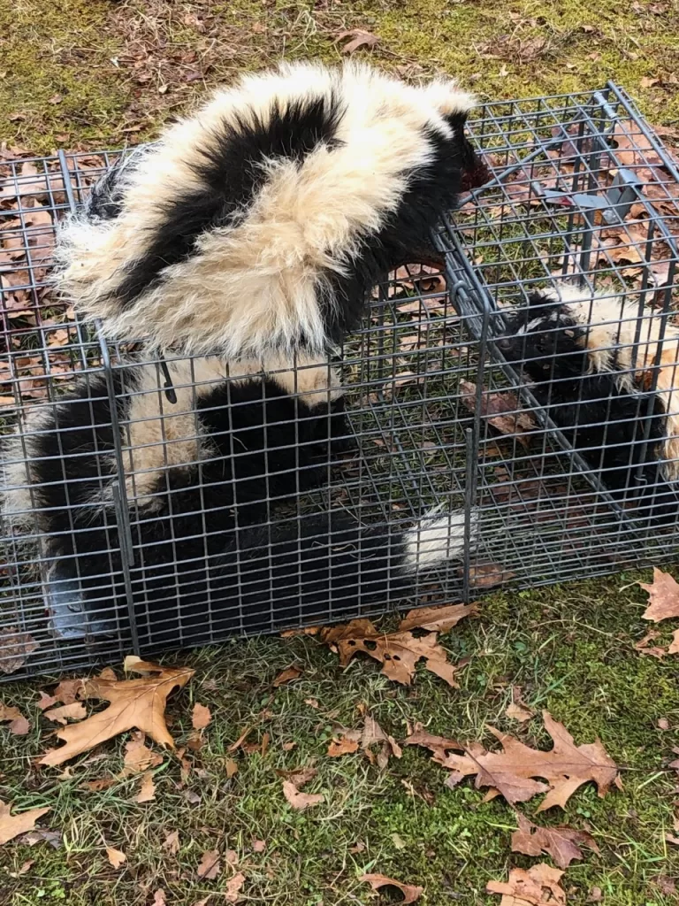 Winter Skunk removal