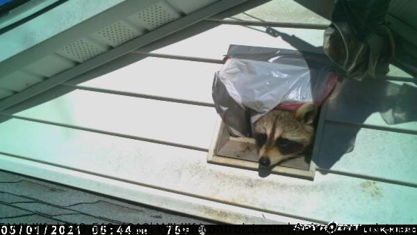 Raccoon looking out attic vent in Madison CT