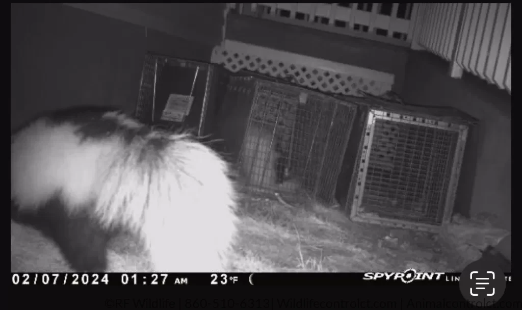 Skunk control CT 