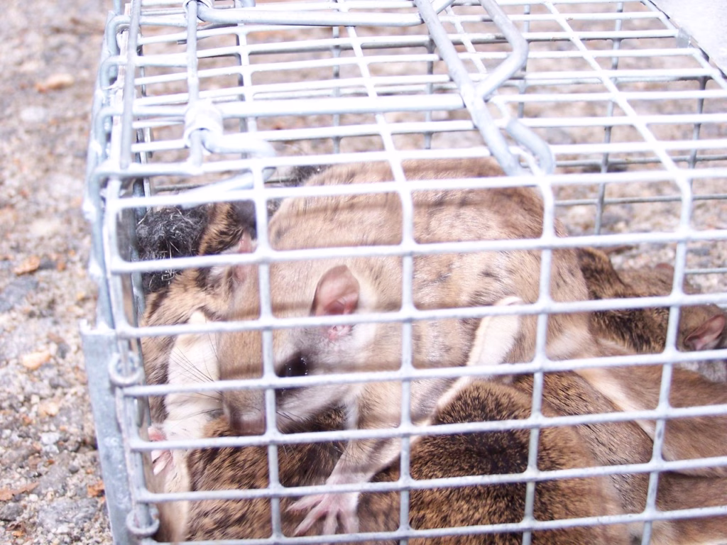 Flying Squirrels removed from Madison CT attic