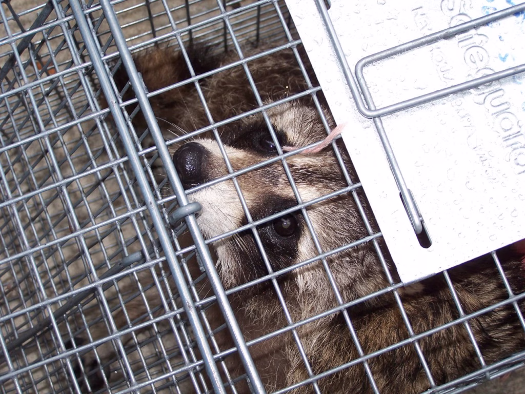 Raccoon Removal North Haven CT