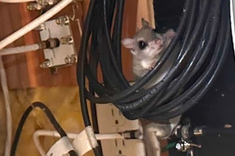 East Haddam flying squirrel removed