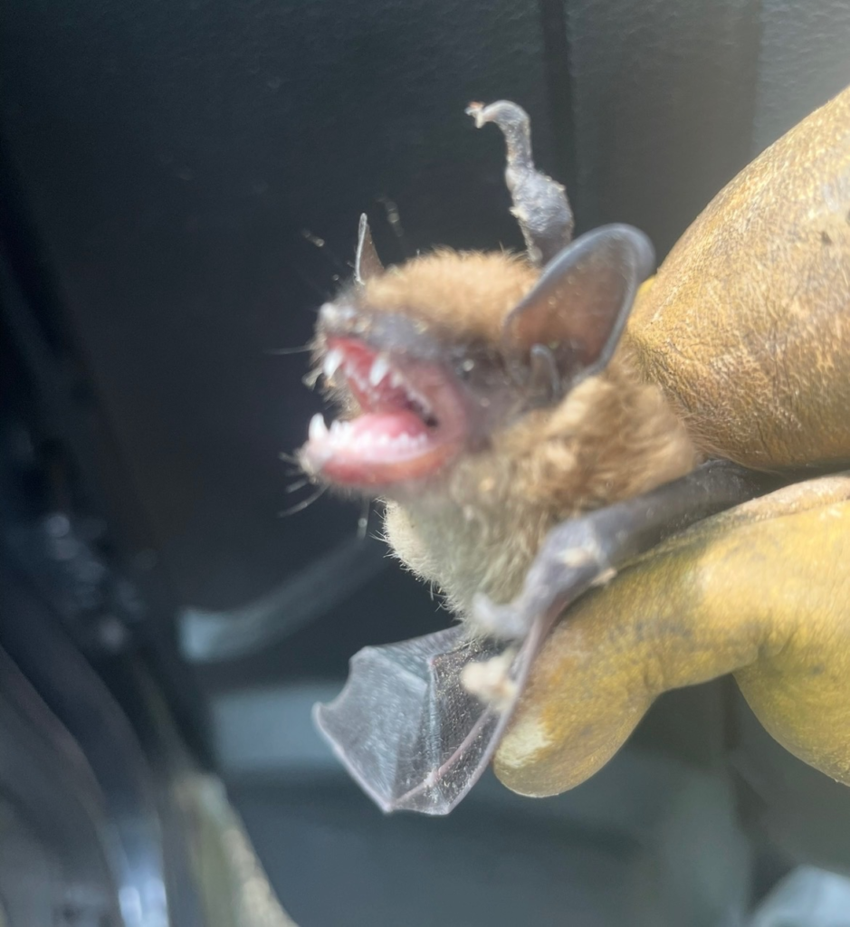 Glastonbury bat removal RF Wildlife 860 510 6313