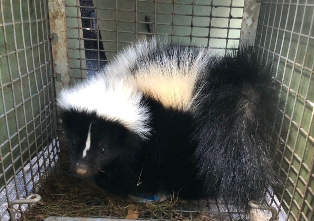 Glastonbury Skunk Removal