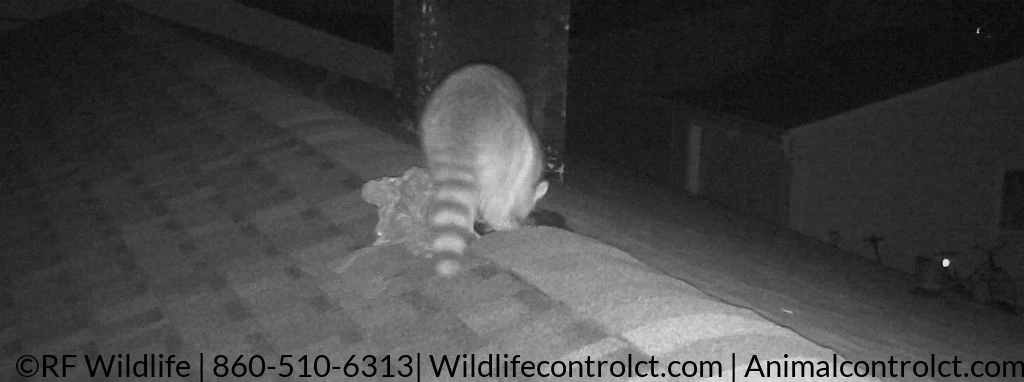 Glastonbury raccoon removal from roof