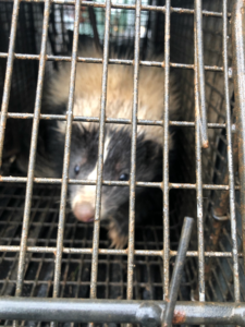 Durham skunk removal