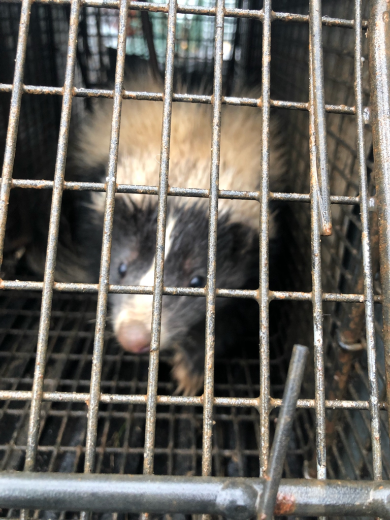 Guilford skunk removal