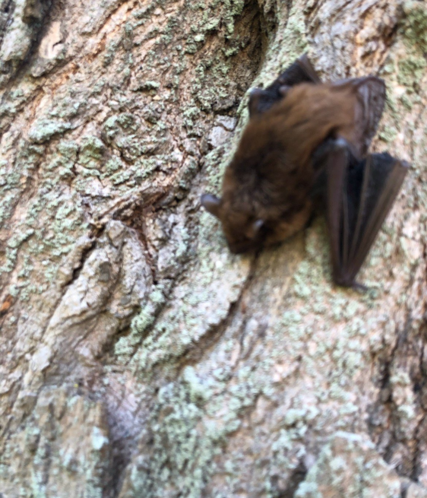 Haddam Bat Removal
