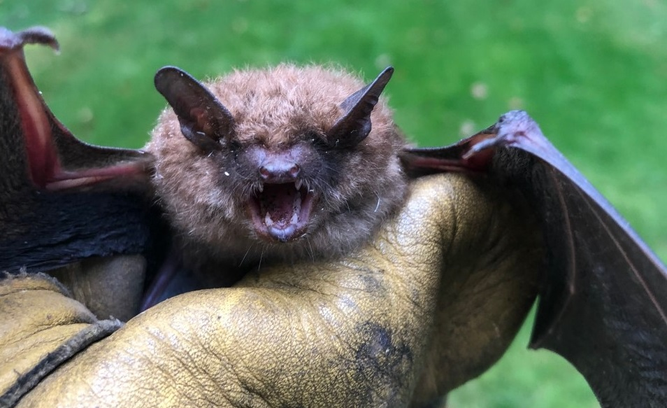Durham Bat Removal