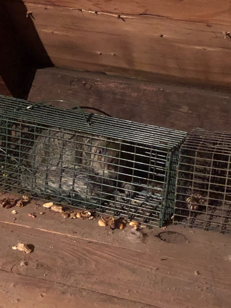 Squirrell removed from Old Saybrook attic in Humane Live Trap