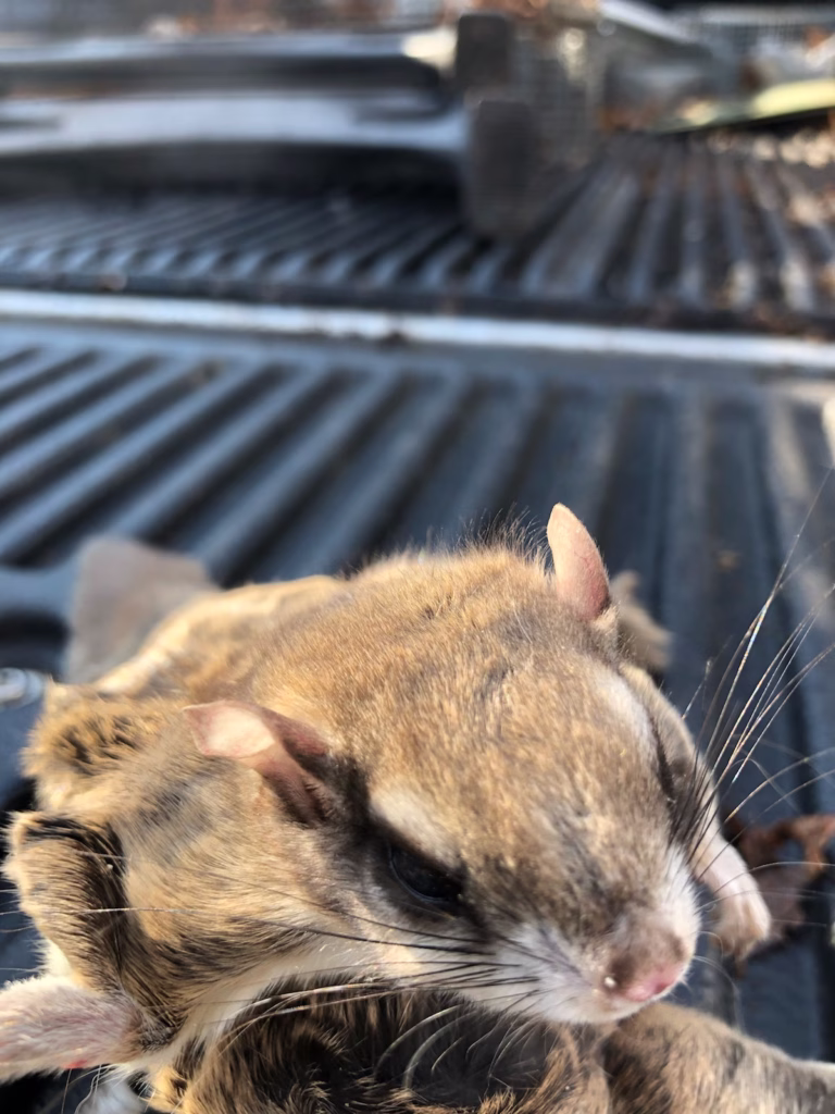 Flying squirrel removal Chester CT