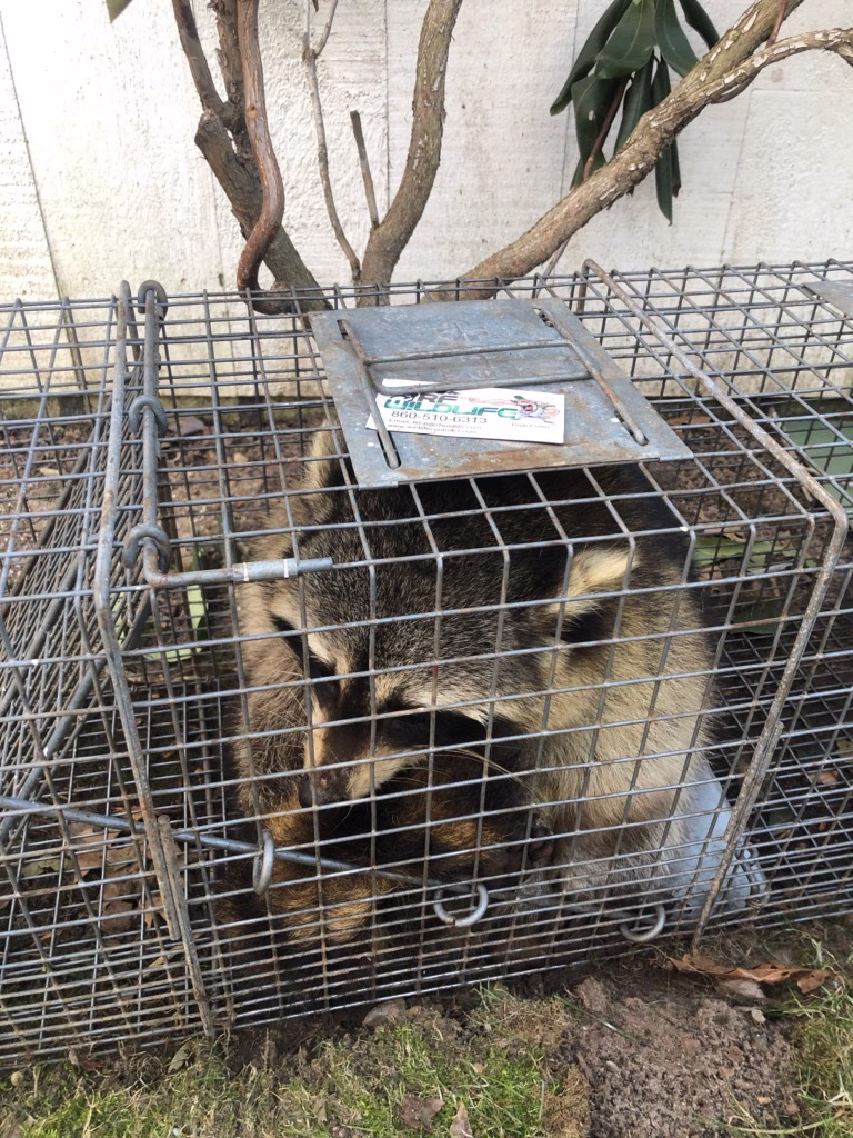 Raccoon Removal Haddam CT – RF Wildlife veteran-owned raccoon control. © 2026 RF Wildlife animalcontrolct.com