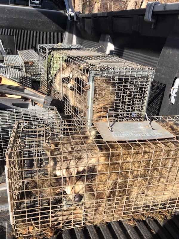 Raccoon removal Portland CT