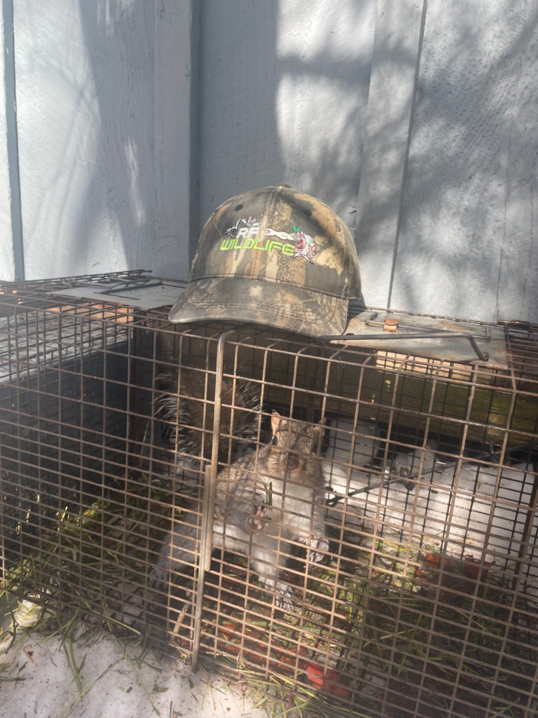 Old Lyme Squirrel Removal febuirrel removal Feb 2026