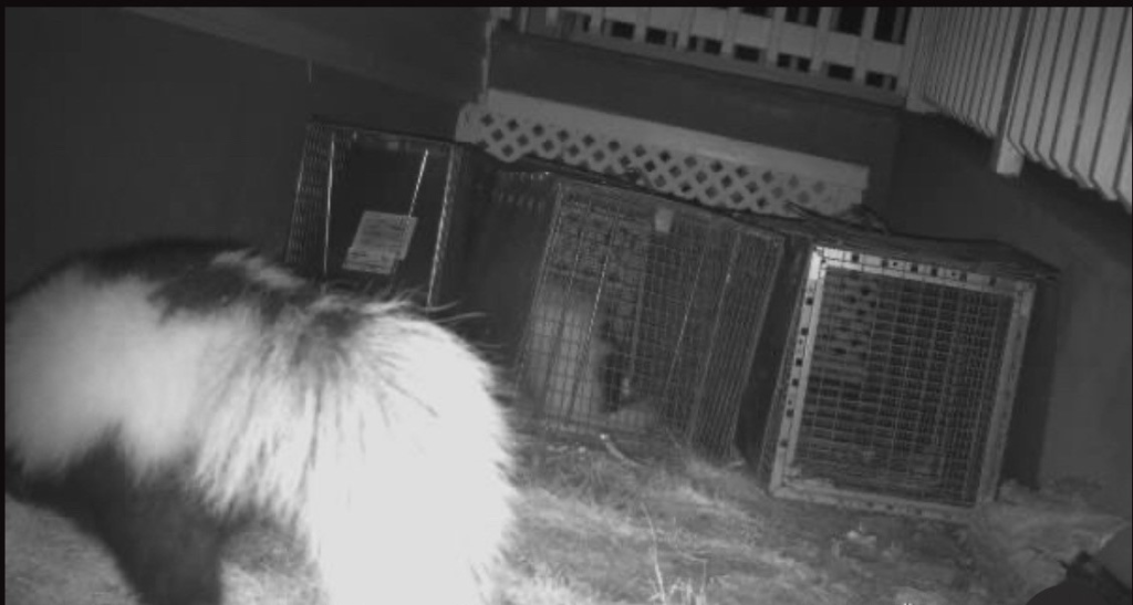 Skunks in Connecticut Mating season