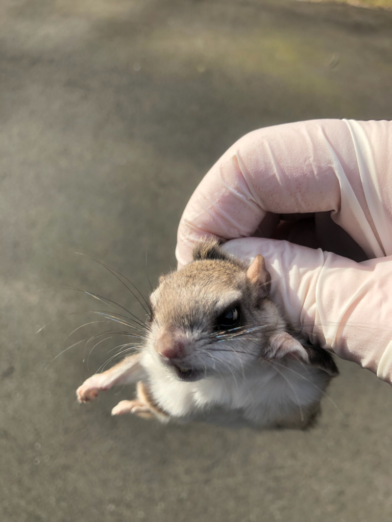 Squirrel removal East Hampton CT Flying Squirrel RF Wildlif 860 510