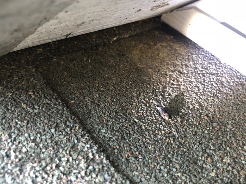 Typical guano staining in East Hampton attic — common sign of big brown bats. RF Wildlife humane exclusion