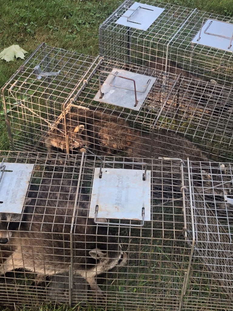 Middletown raccoon removal