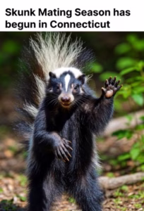 Skunk in defensive pose during mating season in Connecticut – RF Wildlife