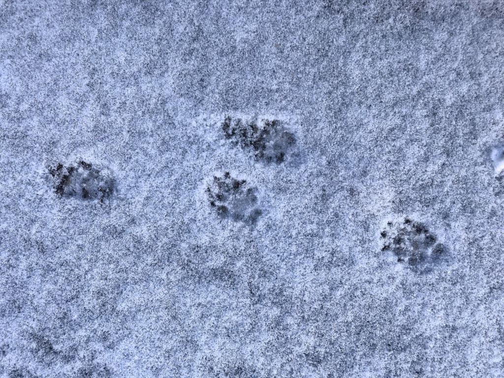 skunk tracks in snow Connecticut