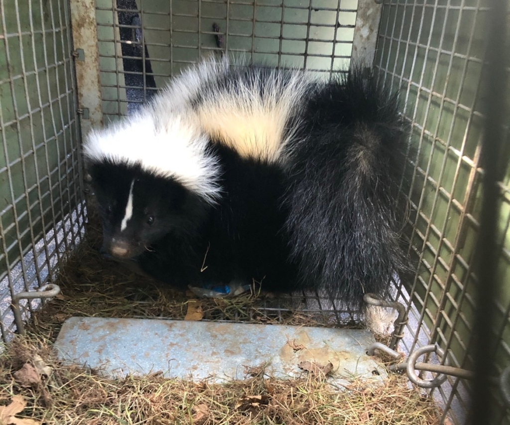 Skunk in trap Madison CT feb2026
