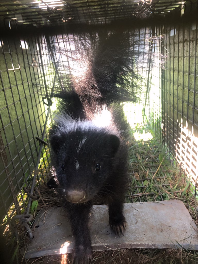Skunk removed from under deck Old Saybrook CT