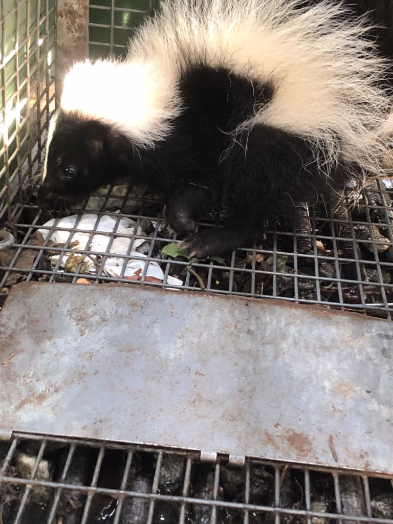 East Hampton CT Skunk Removal