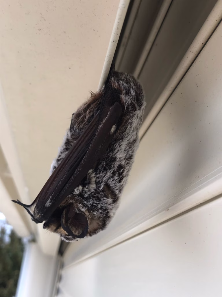 Bat Removal Branford CT
