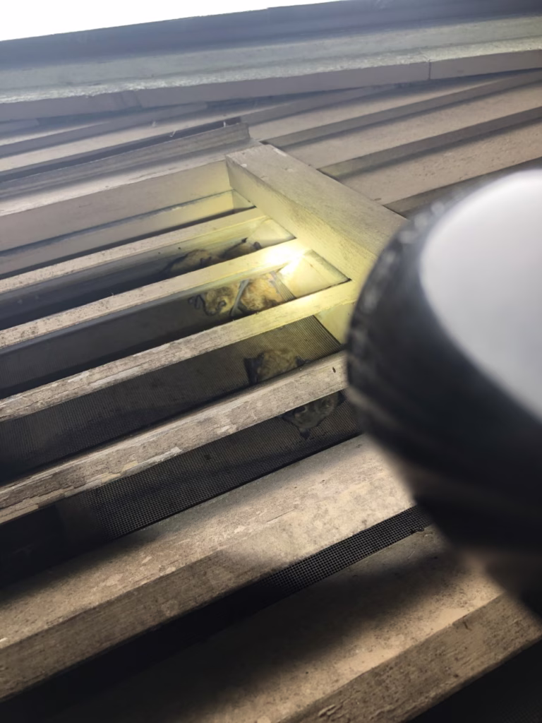 Bats in attic vent during free bat inspection in Rocky Hill CT RF Wildlife