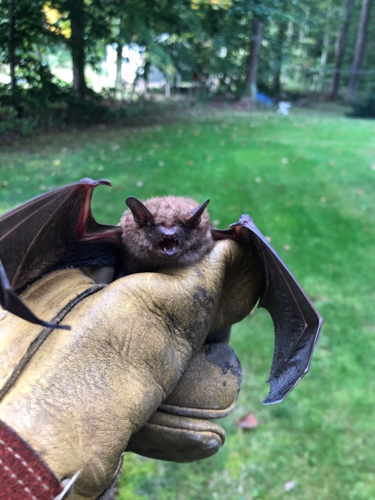 Bat removed from Old Saybrook Near the CT River