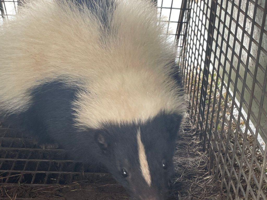 Glastonbury CT Skunk Removal 860-510-6313 RF Wildlife