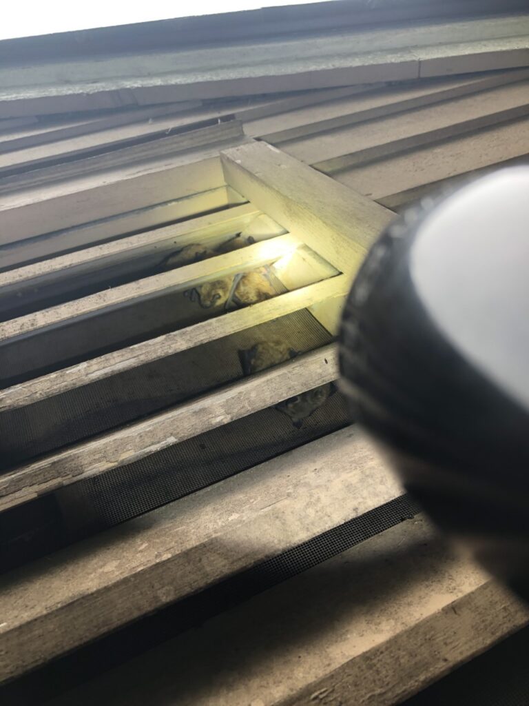Bats roosting in a wooden gable vent louver in Colchester CT being inspected by RF Wildlife with a flashlight.