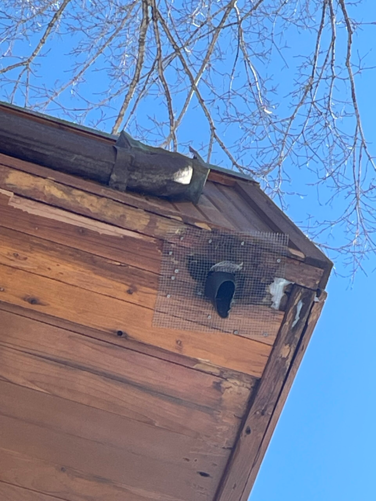 Failed plastic one-way squirrel door and improper hardware cloth seal on a Madison CT cedar home.