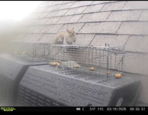 Gray squirrel captured and removed from attic in Guilford CT - RF Wildlife