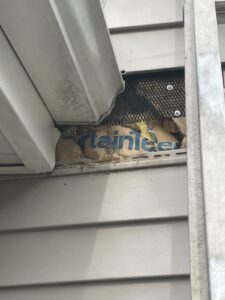 Hole chewed by gray squirrel to gain entry into Guilford CT home