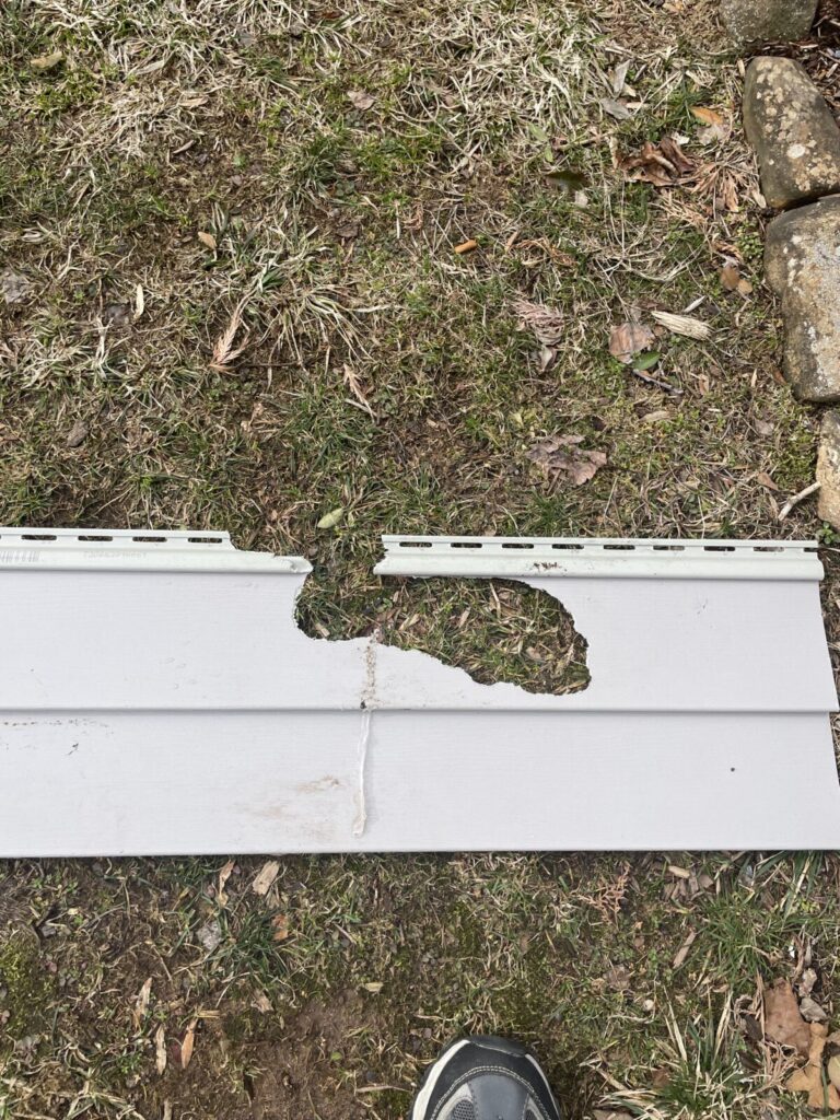 Gray squirrel damage - chewed through siding and plywood to enter Guilford CT home near Bishop's Orchard