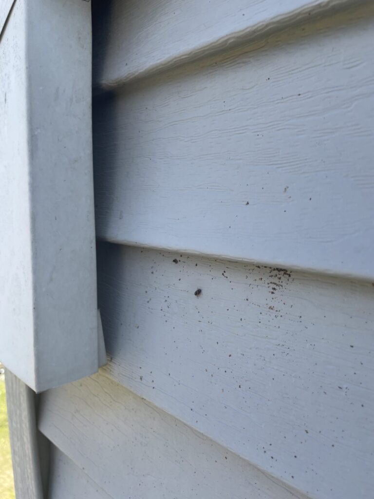 Bat entry point into a soffit. Guano stuck to siding