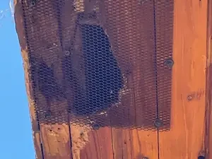 Madison CT squirrel damage repair 2026.