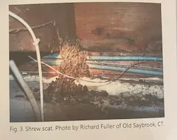 Accredited Shrew Scat Identification Photo by Richard Fuller of Old Saybrook CT in the National Wildlife Damage Inspection Handbook