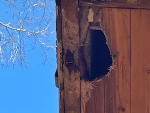 Madison CT squirrel damage 2026 RF Wildlife