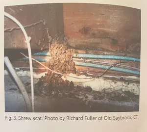 Accredited Shrew Scat Identification Photo by Richard Fuller of Old Saybrook CT in the National Wildlife Damage Inspection Handbook