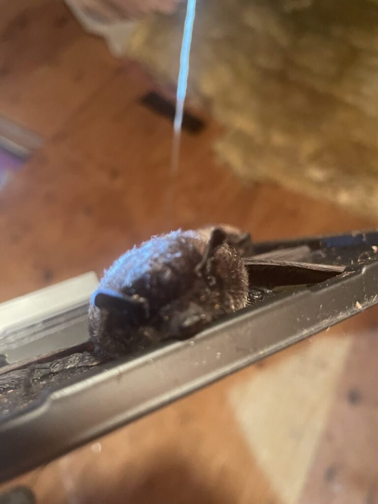 Pest Control kills endangered little brown bat Madison CT