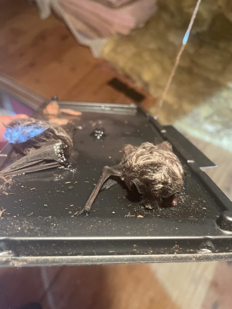 Little Brown Bats on a glue board Madison CT