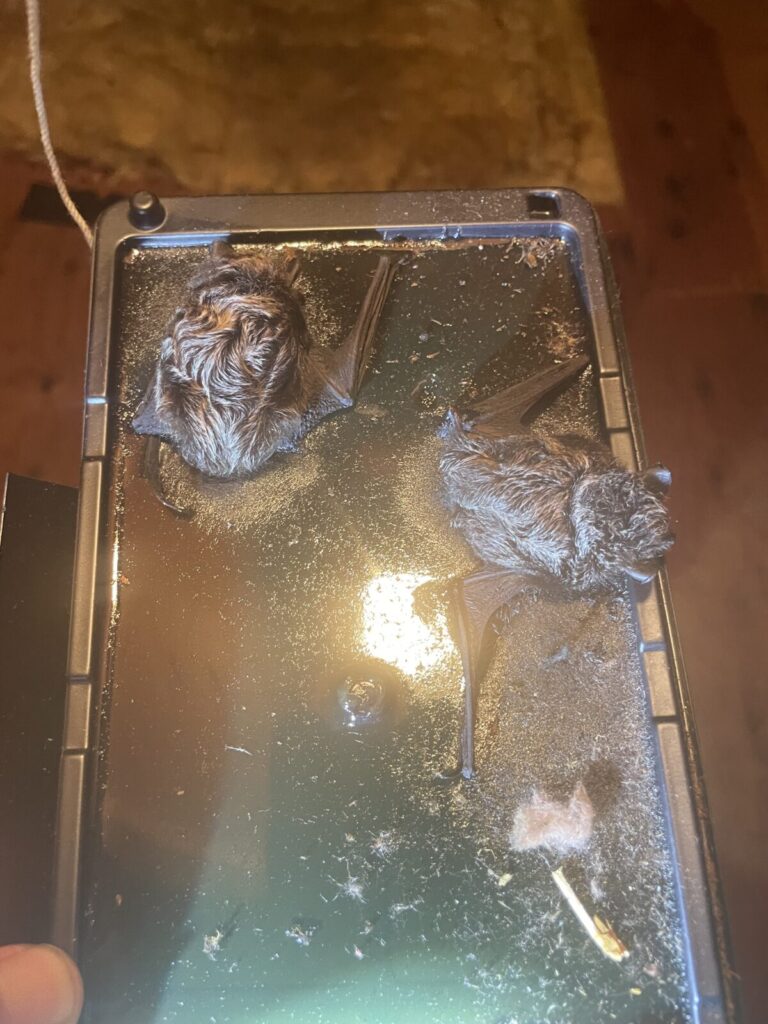 Little brown bats dead on a glue board because of googles incompetent categorization of bats.