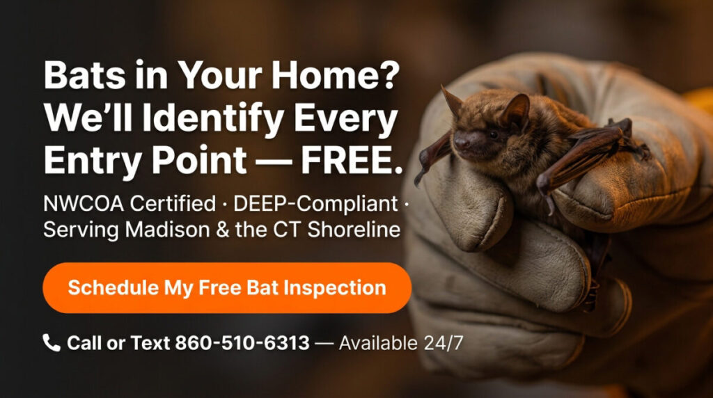 Humane bat removal in Madison CT by RF Wildlife — certified bat exclusion and prevention services for Connecticut homeowners, call 860-510-6313