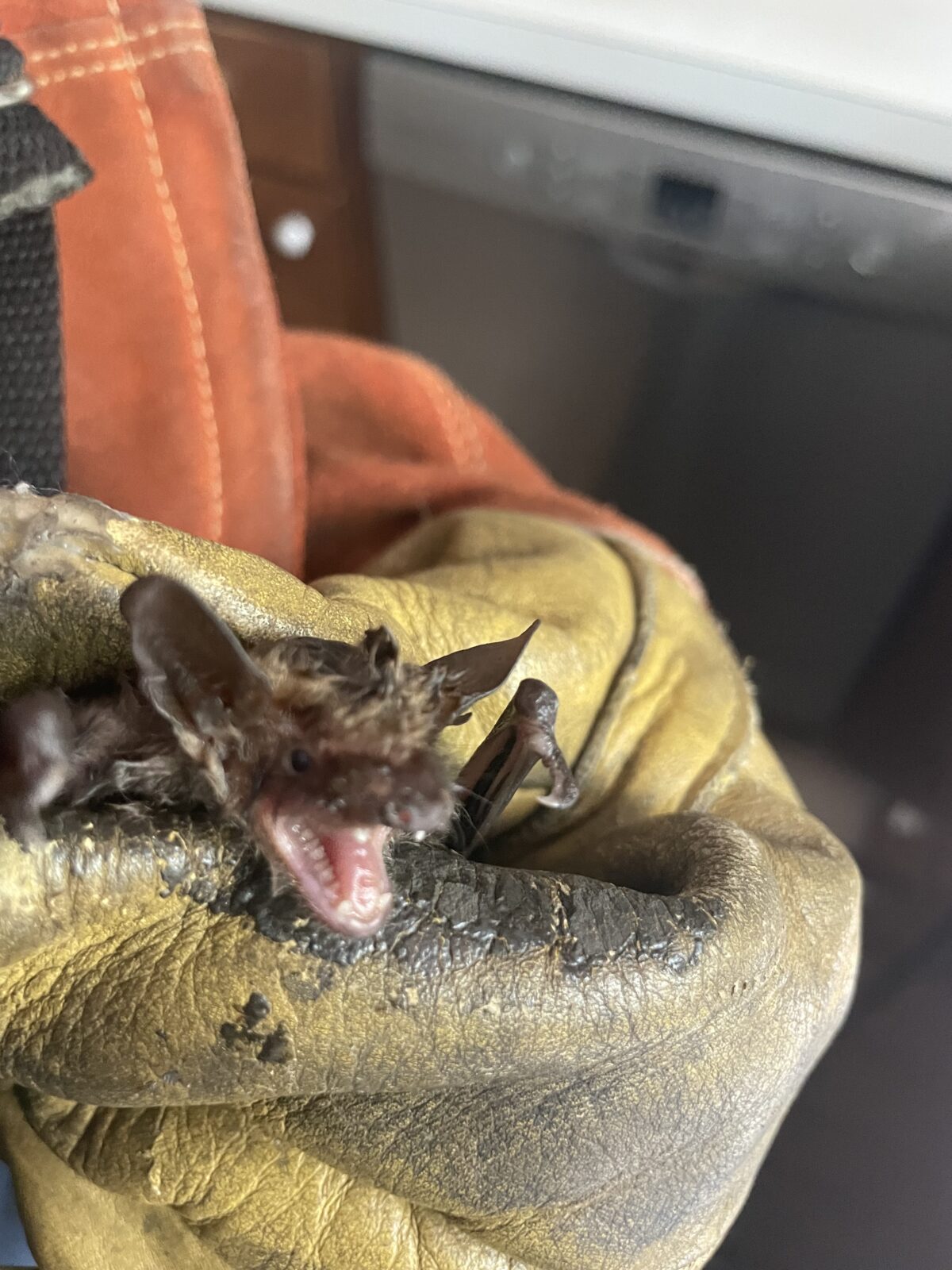 RF Wildlife bat removal in North Branford CT including Stony Creek and Northford